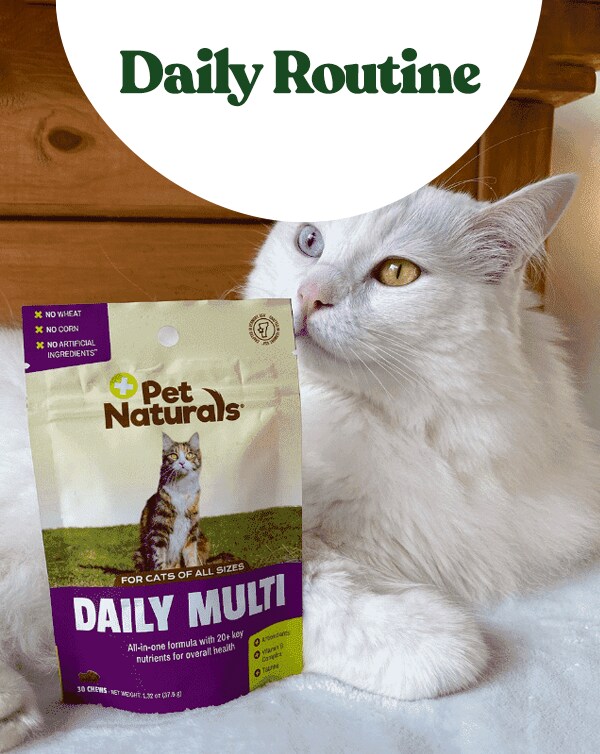 Pet Daily Routine